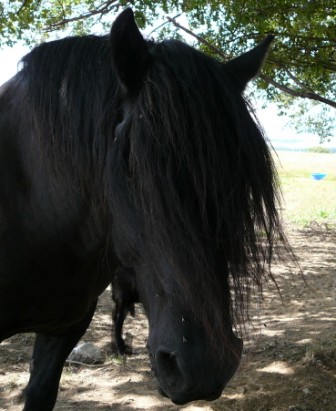 Farfadet