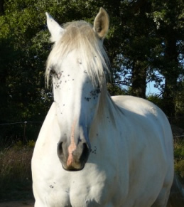 Izaro